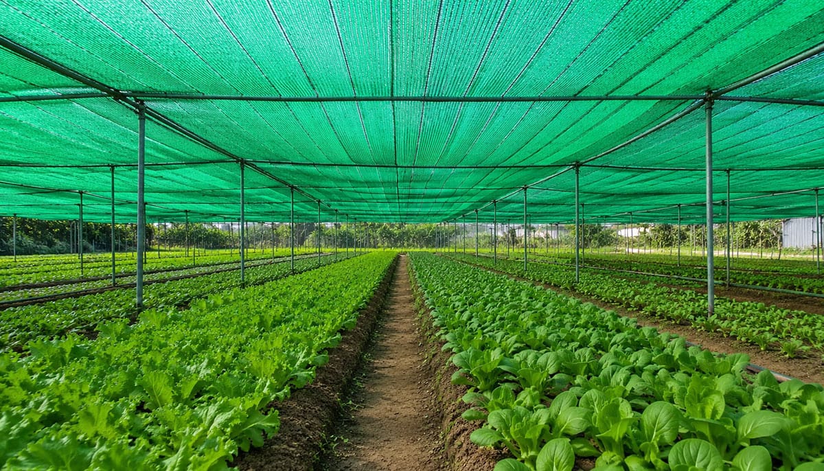 Lưới lan trồng rau và cây trồng